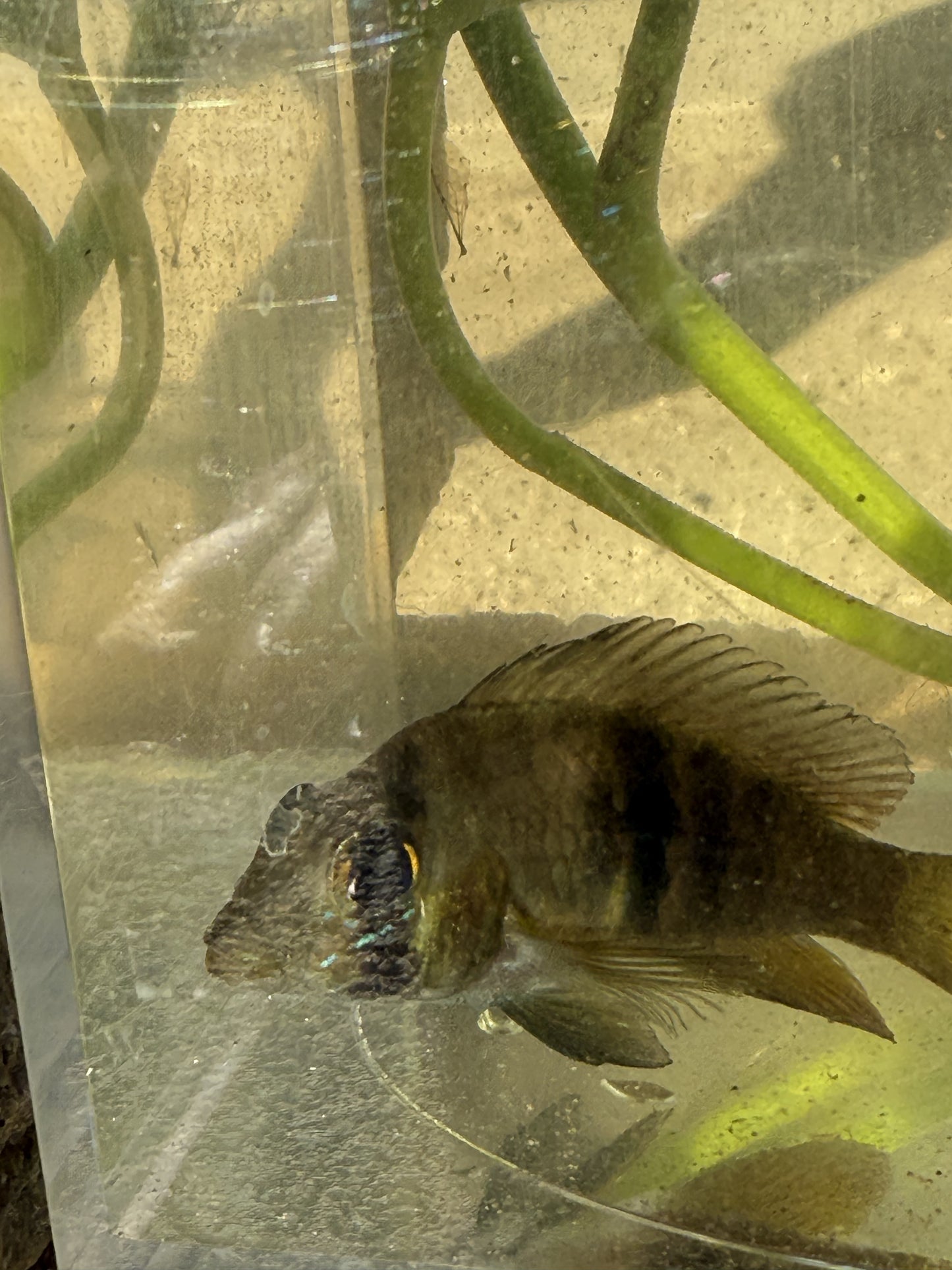Gymnogeophagus terrapurpura