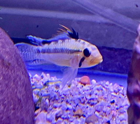 Apistogramma Norberti