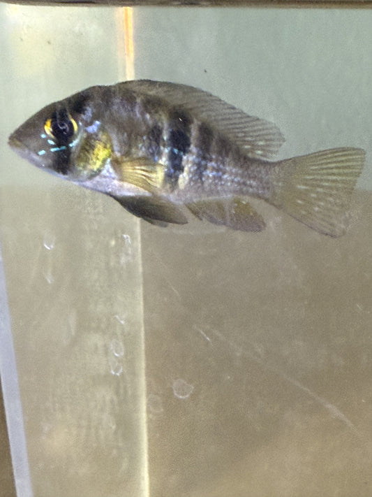 Gymnogeophagus terrapurpura