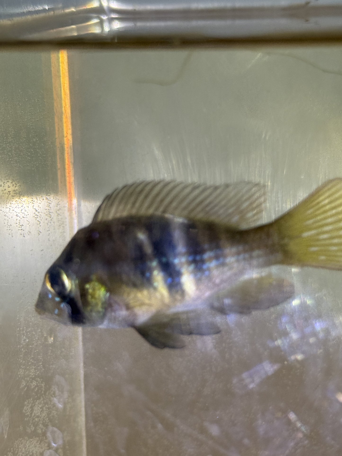 Gymnogeophagus terrapurpura